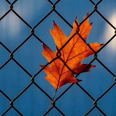 Photo of a chain link wire mesh